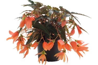 Begonia Waterfall Beauvilia Salmon Variety Thumbnail.jpg